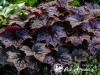 Alūnė ,Dark Magic' (lot. Heuchera) Alūnė ,Dark Magic' (lot. Heuchera)